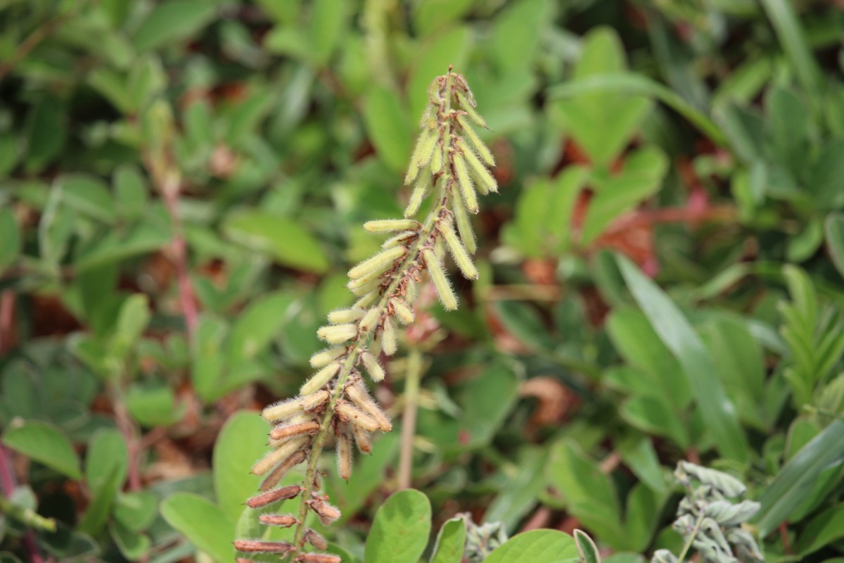 Indigofera hirsuta L.